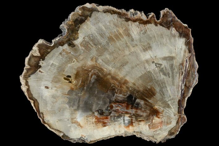 Petrified Wood (Araucaria) Slab - Madagascar #118827